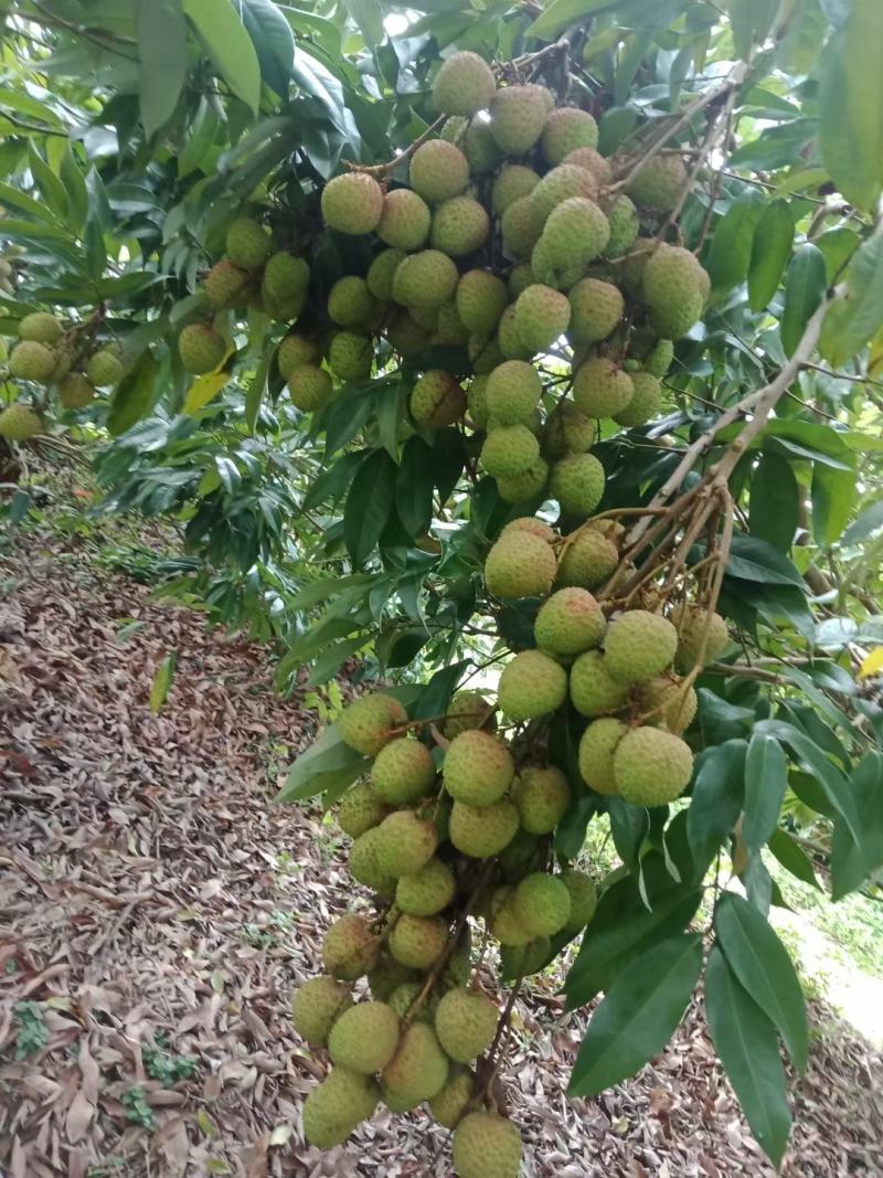 广东湛江徐闻妃子笑荔枝，白糖罂荔枝。专业代办。