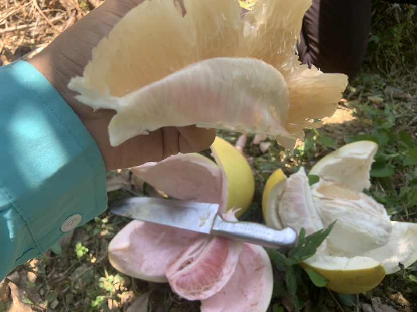 展示一个成熟汤姆逊葡萄柚的切面,果肉呈现鲜艳的粉红色,汁水丰富 汤姆逊葡萄柚果实特写