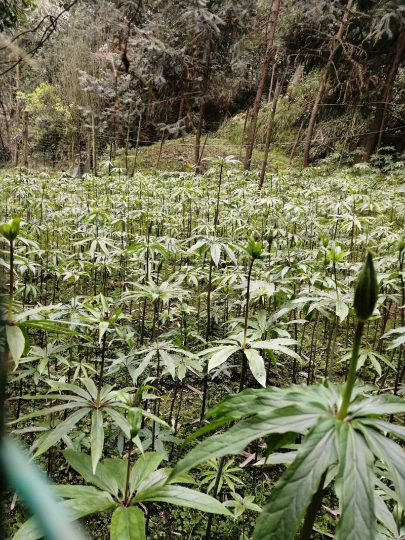 产地四川省风景秀丽的峨眉山华重楼片和个子。