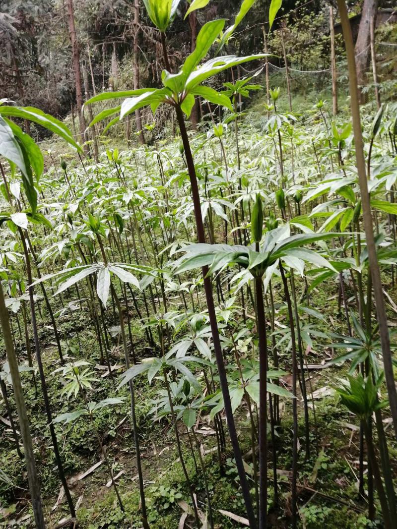 产地四川省风景秀丽的峨眉山华重楼片和个子。
