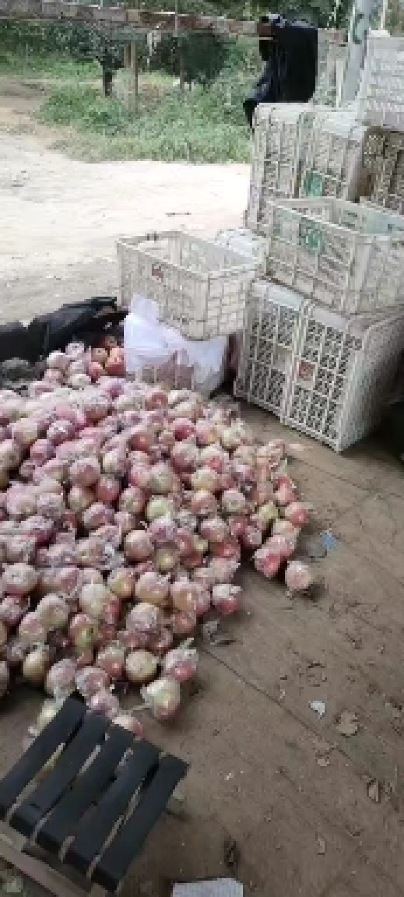 中秋王苹果大量上市中，有想法的老板们抓紧时间联系我。