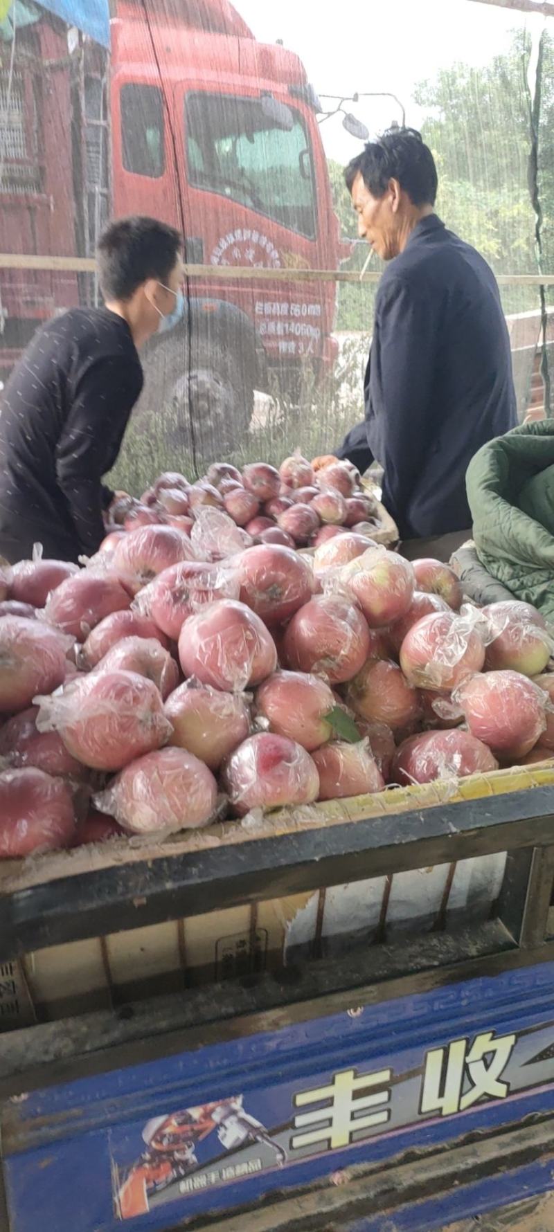 中秋王苹果大量上市中，有想法的老板们抓紧时间联系我。