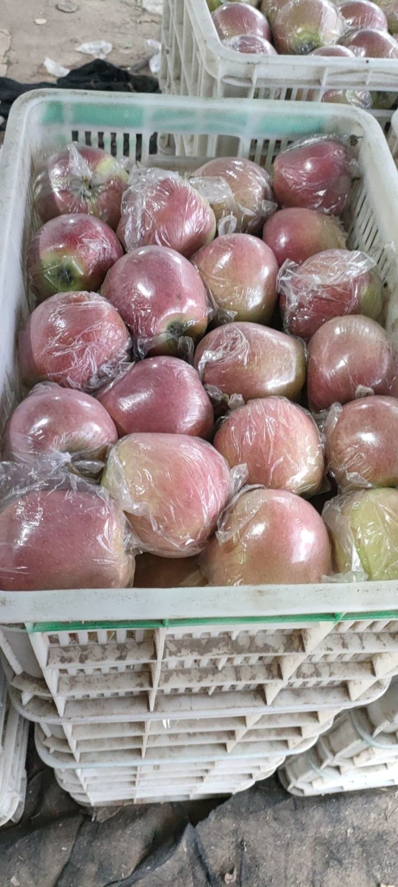 中秋王苹果大量上市中，有想法的老板们抓紧时间联系我。