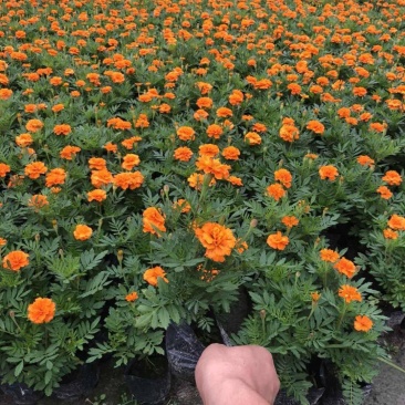 盆栽带花苞庭院阳台开花植物小万寿菊花卉好养耐晒