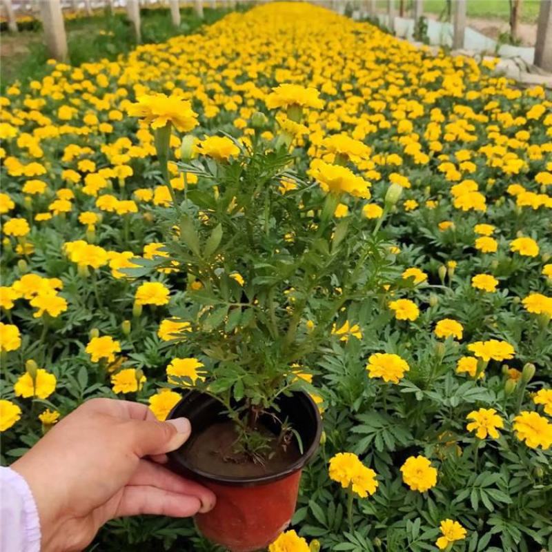 盆栽带花苞庭院阳台开花植物小万寿菊花卉好养耐晒
