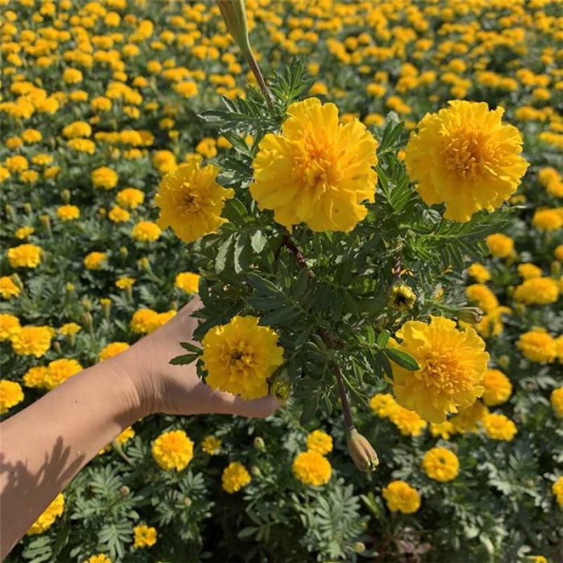 盆栽带花苞庭院阳台开花植物小万寿菊花卉好养耐晒
