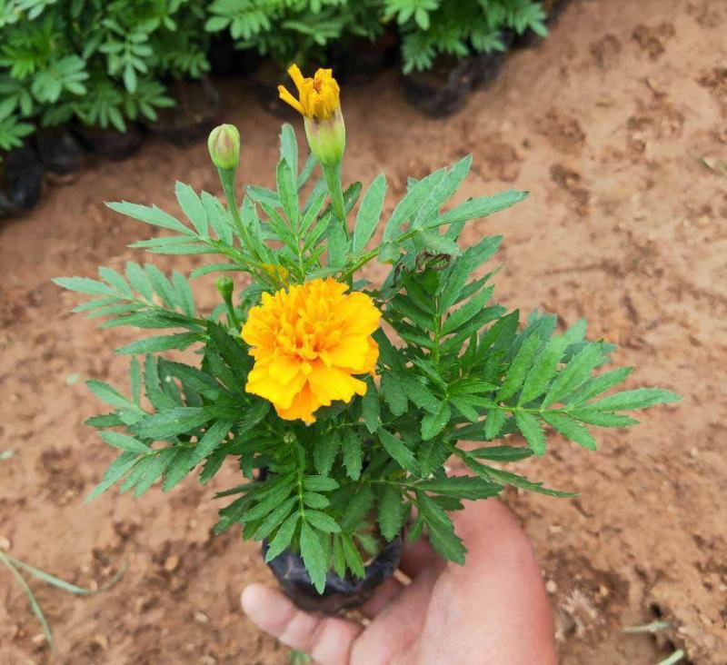 盆栽带花苞庭院阳台开花植物小万寿菊花卉好养耐晒