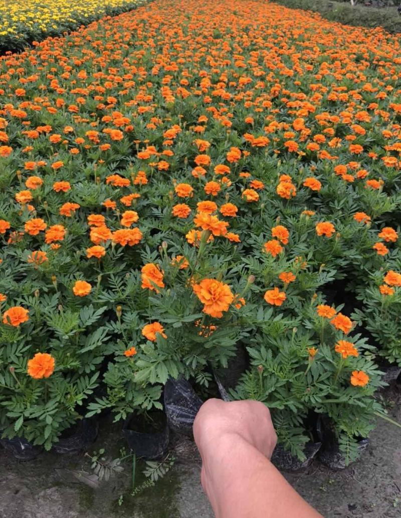 盆栽带花苞庭院阳台开花植物小万寿菊花卉好养耐晒