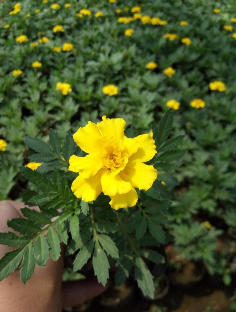 孔雀草盆栽带花苞庭院阳台开花植物小万寿菊花卉好养耐晒