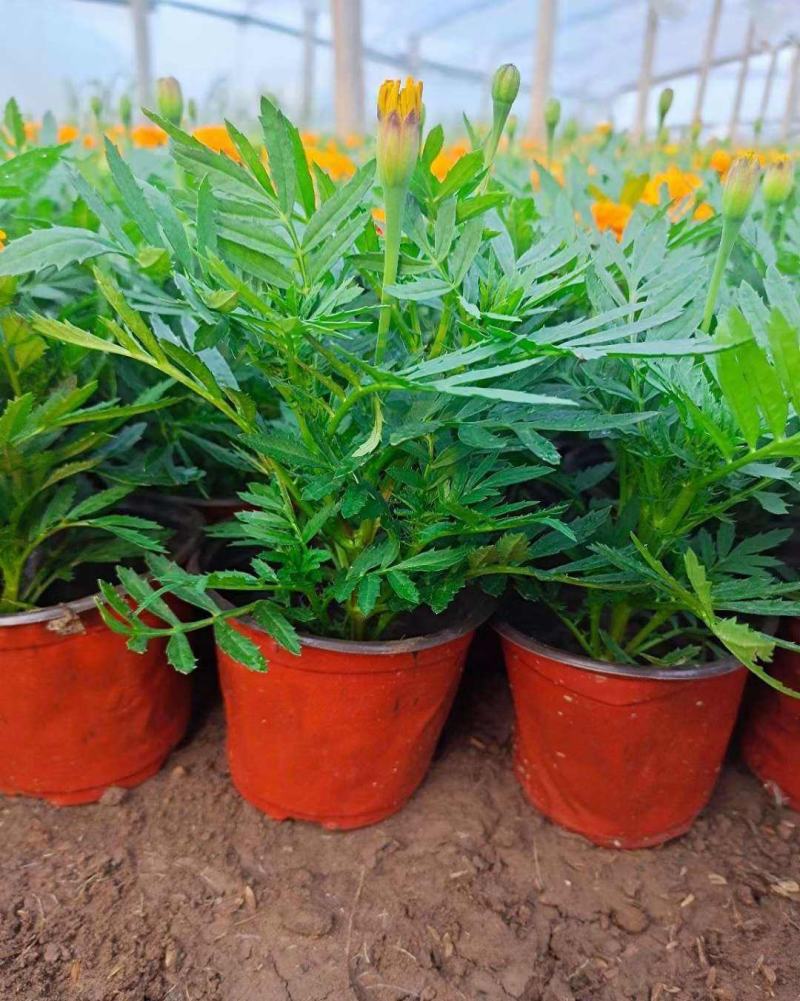 盆栽带花苞庭院阳台开花植物小万寿菊花卉好养耐晒