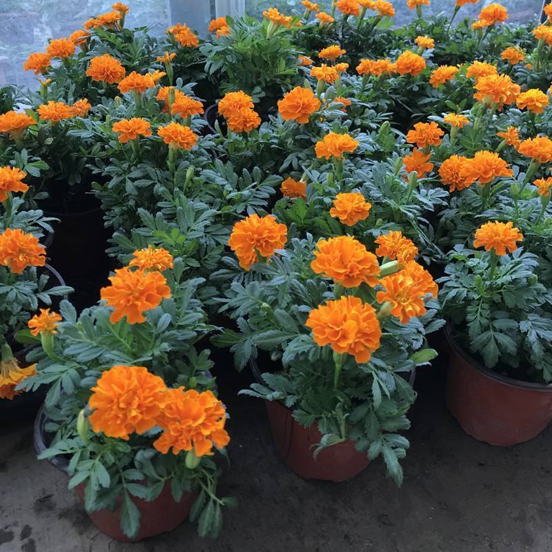 盆栽带花苞庭院阳台开花植物小万寿菊花卉好养耐晒