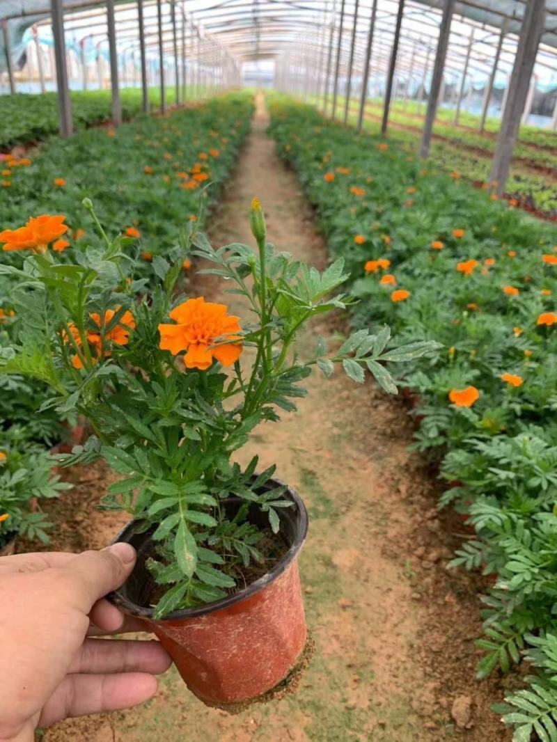 盆栽带花苞庭院阳台开花植物小万寿菊花卉好养耐晒