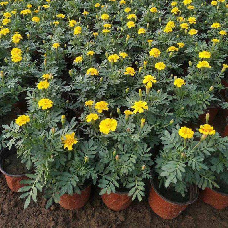 盆栽带花苞庭院阳台开花植物小万寿菊花卉好养耐晒