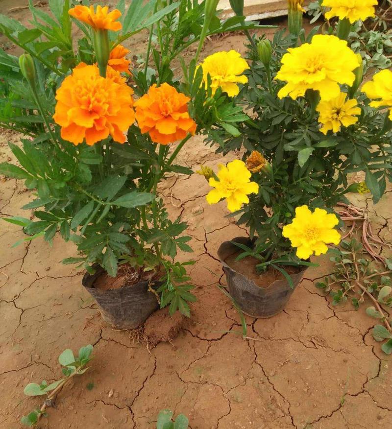 盆栽带花苞庭院阳台开花植物小万寿菊花卉好养耐晒
