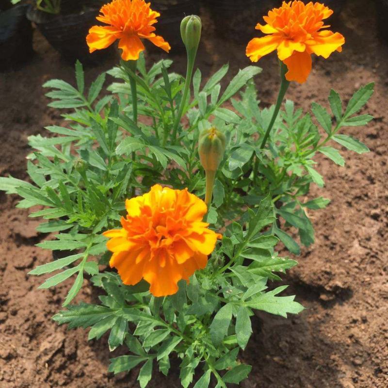 盆栽带花苞庭院阳台开花植物小万寿菊花卉好养耐晒