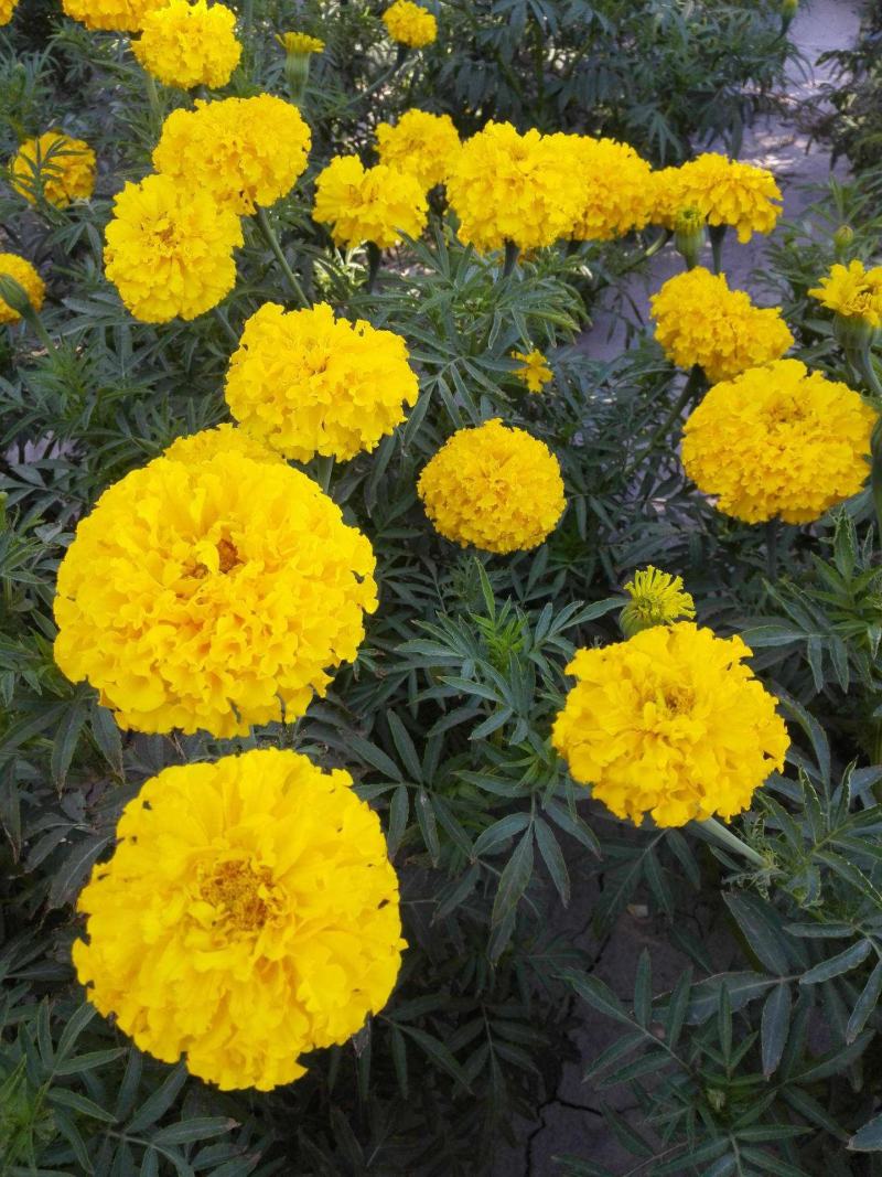 盆栽带花苞庭院阳台开花植物小万寿菊花卉好养耐晒