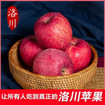 嘎啦苹果陕西洛川苹果产地直发甜脆多汁一件代发社区团购市场