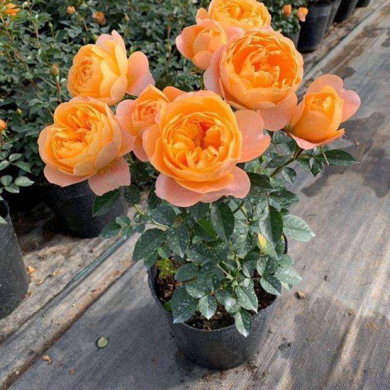 果汁阳台玫瑰盆栽月季花苗植物带花苞花卉庭院大花四季开花