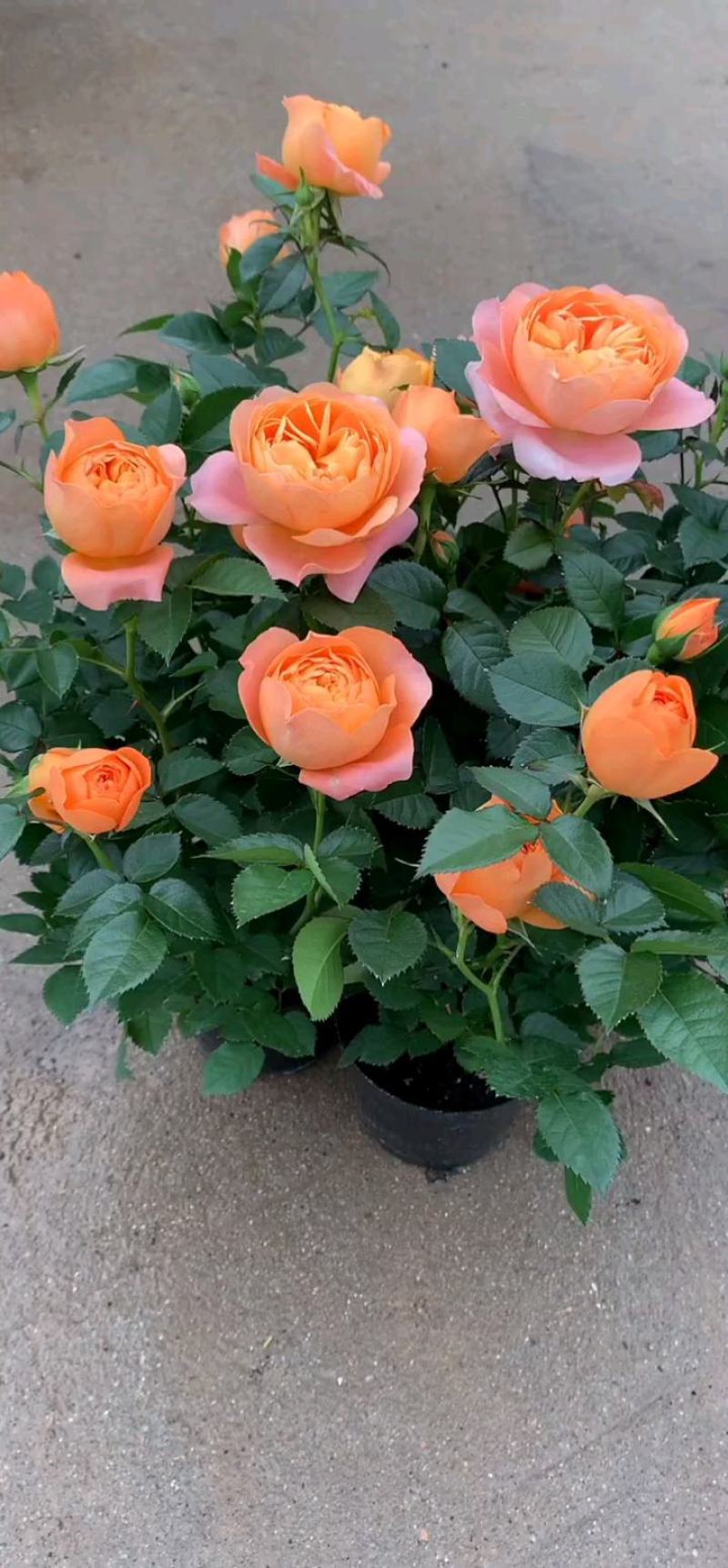 果汁阳台玫瑰盆栽月季花苗植物带花苞花卉庭院大花四季开花