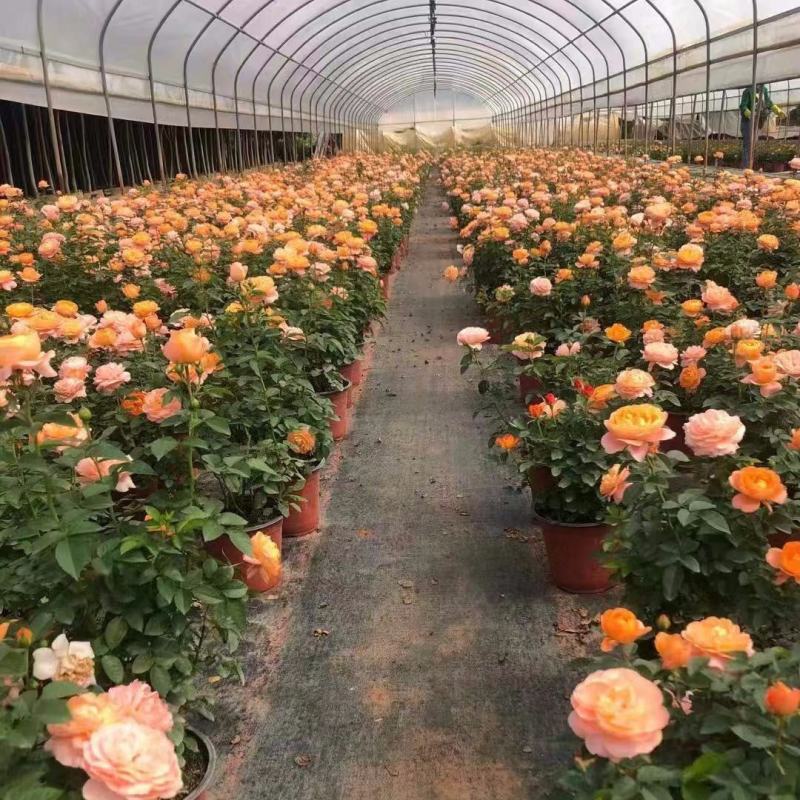 果汁阳台玫瑰盆栽月季花苗植物带花苞花卉庭院大花四季开花