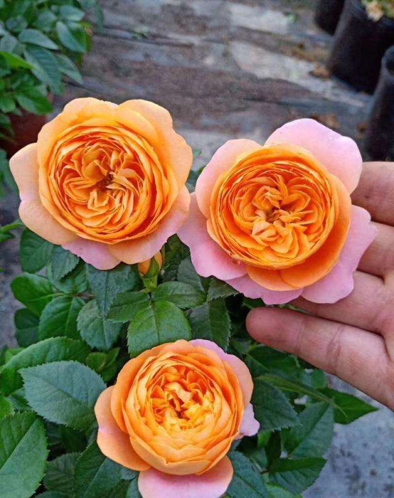 果汁阳台玫瑰盆栽月季花苗植物带花苞花卉庭院大花四季开花
