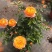 果汁阳台玫瑰盆栽月季花苗植物带花苞花卉庭院大花四季开花