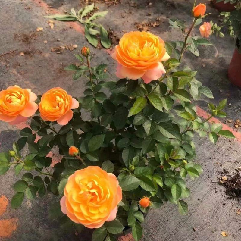 果汁阳台玫瑰盆栽月季花苗植物带花苞花卉庭院大花四季开花