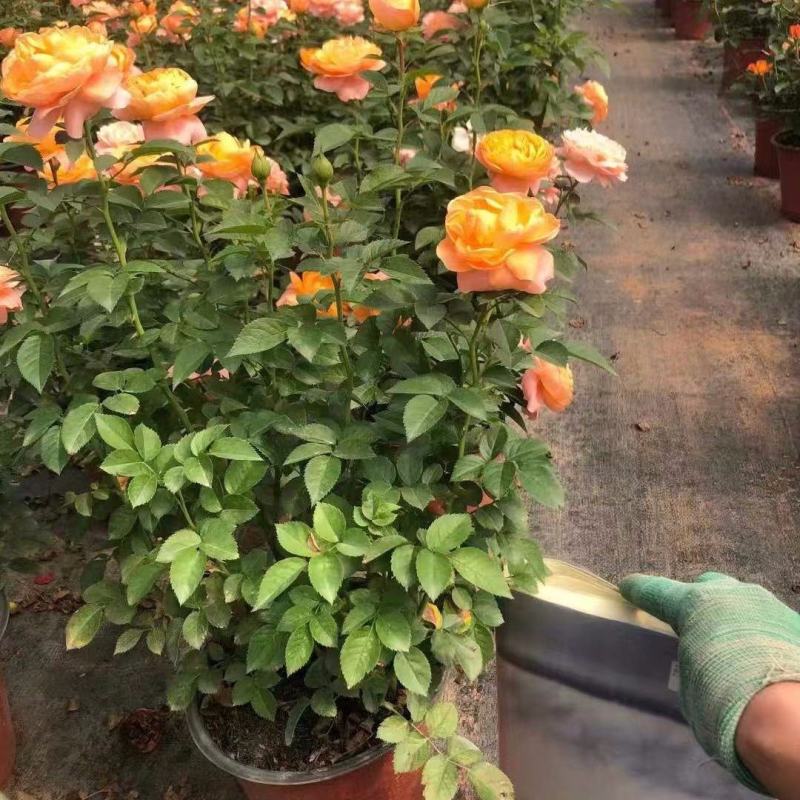 果汁阳台玫瑰盆栽月季花苗植物带花苞花卉庭院大花四季开花