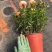 果汁阳台玫瑰盆栽月季花苗植物带花苞花卉庭院大花四季开花
