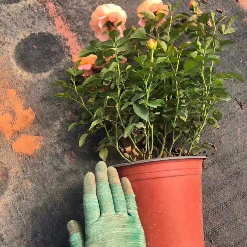 果汁阳台玫瑰盆栽月季花苗植物带花苞花卉庭院大花四季开花