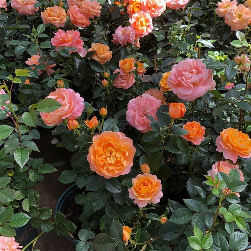 果汁阳台玫瑰盆栽月季花苗植物带花苞花卉庭院大花四季开花