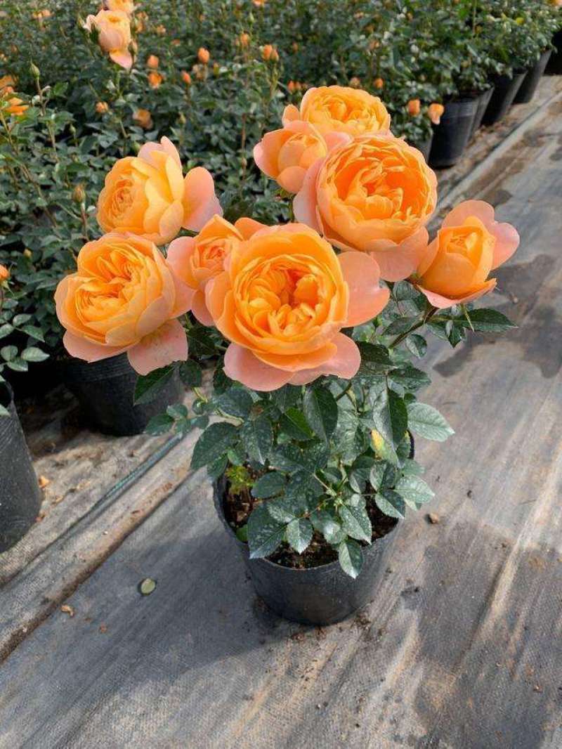 果汁阳台玫瑰盆栽月季花苗植物带花苞花卉庭院大花四季开花