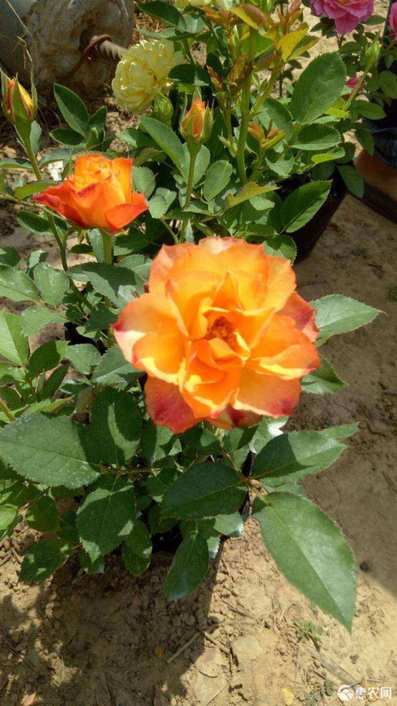 果汁阳台玫瑰盆栽月季花苗植物带花苞花卉庭院大花四季开花