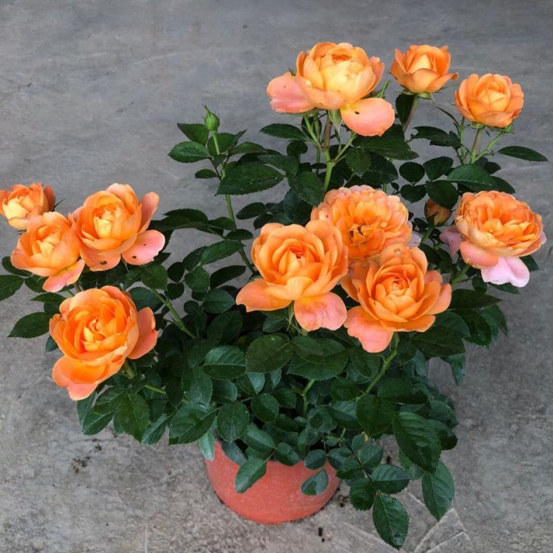 果汁阳台玫瑰盆栽月季花苗植物带花苞花卉庭院大花四季开花