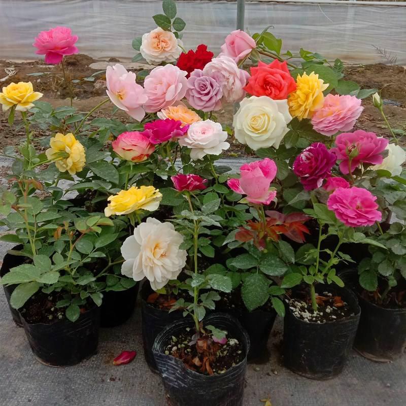 欧洲玫瑰月季大杯盆栽带花苞四季开花不断阳台庭院花