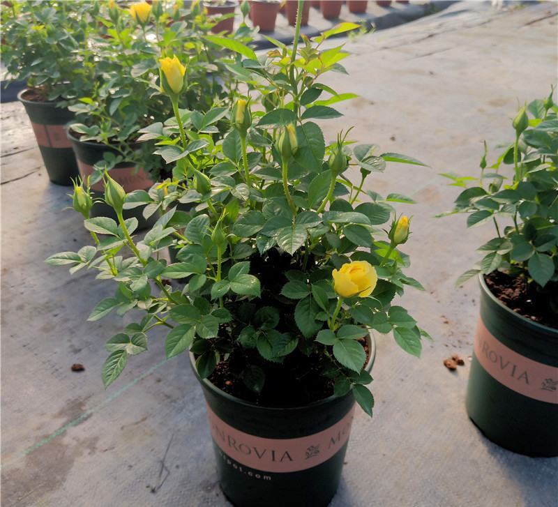 欧洲玫瑰月季大杯盆栽带花苞四季开花不断阳台庭院花