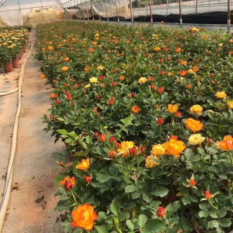 欧洲玫瑰月季大杯盆栽带花苞四季开花不断阳台庭院花