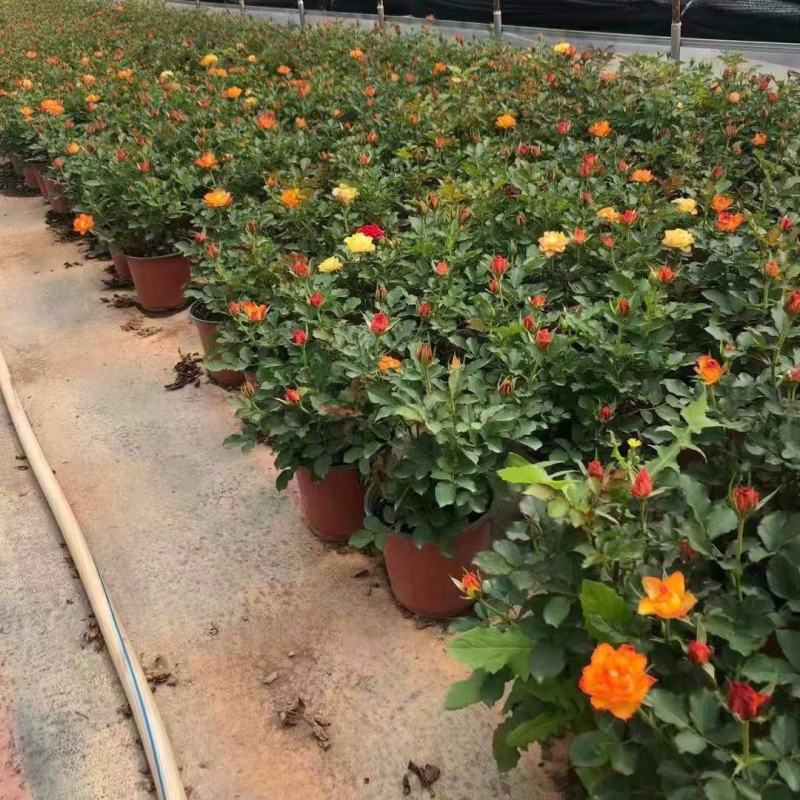 欧洲玫瑰月季大杯盆栽带花苞四季开花不断阳台庭院花
