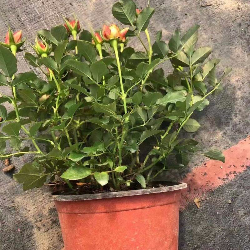 欧洲玫瑰月季大杯盆栽带花苞四季开花不断阳台庭院花