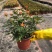欧洲玫瑰月季大杯盆栽带花苞四季开花不断阳台庭院花