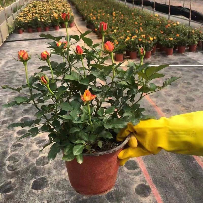 欧洲玫瑰月季大杯盆栽带花苞四季开花不断阳台庭院花