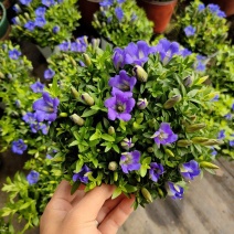 龙胆花盆栽带花岩间钻石龙胆草多年生宿根观花植物花园耐寒