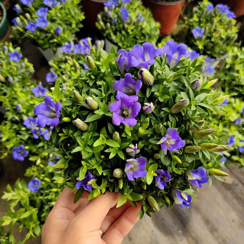 龙胆花盆栽带花岩间钻石龙胆草多年生宿根观花植物花园耐寒