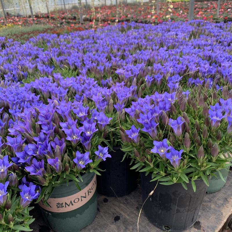 龙胆花盆栽带花岩间钻石龙胆草多年生宿根观花植物花园耐寒