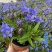 龙胆花盆栽带花岩间钻石龙胆草多年生宿根观花植物花园耐寒