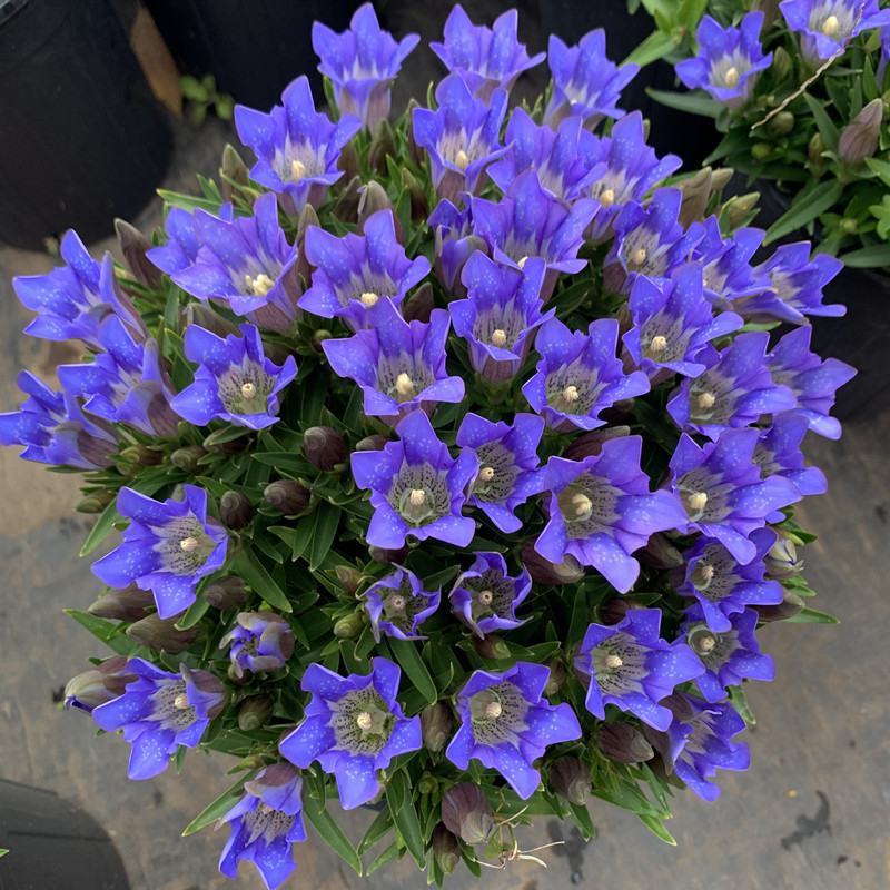 龙胆花盆栽带花岩间钻石龙胆草多年生宿根观花植物花园耐寒