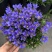 龙胆花盆栽带花岩间钻石龙胆草多年生宿根观花植物花园耐寒
