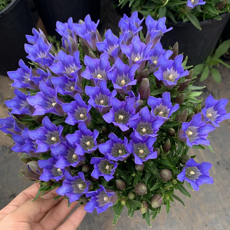 龙胆花盆栽带花岩间钻石龙胆草多年生宿根观花植物花园耐寒