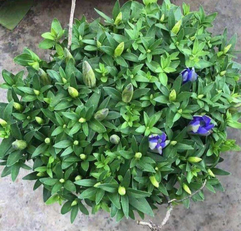 龙胆花盆栽带花岩间钻石龙胆草多年生宿根观花植物花园耐寒