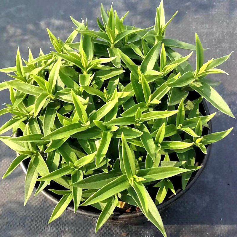 龙胆花盆栽带花岩间钻石龙胆草多年生宿根观花植物花园耐寒